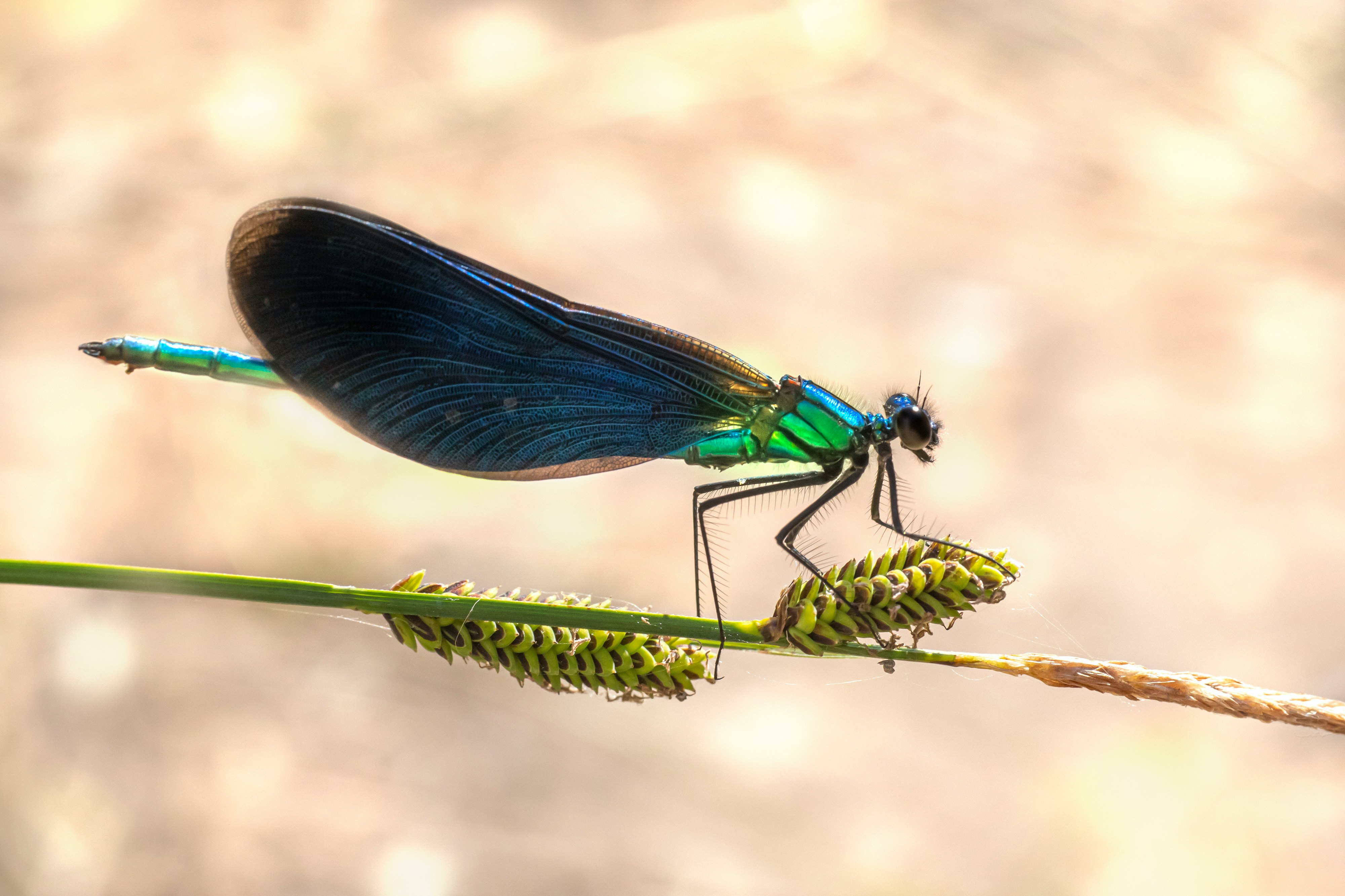 blue damselfly perched on green plant stem in close up photography during daytime